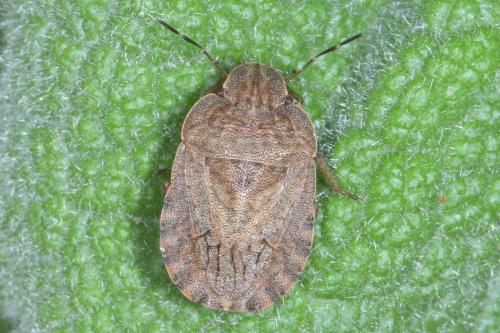 Sciocoris homalonotus